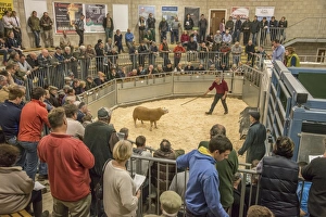 Farmer Prints: Livestock market, selling Texel ram in auction ring