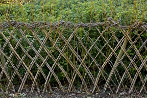 Fence Prints: Living willow fence sprouting, Dordogne, France, December