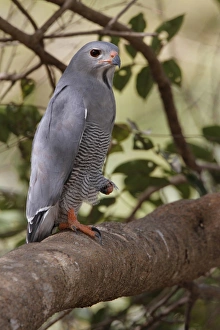 Buzzards Prints: Lizard Buzzard (Kaupifalco monogrammicus) adult, perched on branch, Gambia, january