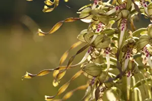 Massif Central Prints: Lizard Orchid (Himantoglossum hircinum) close-up of flowers