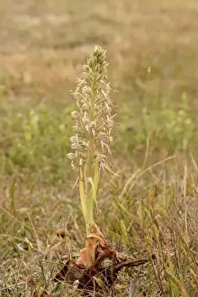 Lizard Orchid (Himantoglossum hircinum) flowerspike, Kent, England, June
