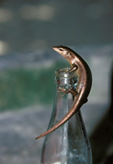 Skinks Prints: Lizard Skink Seychelles (Mabuya sechellensis)