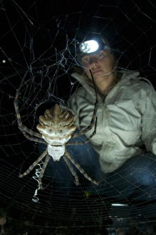 Webs Prints: Lobed Argiope (Argiope lobata) adult female