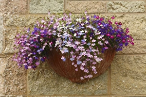 Containers Prints: Lobelia (Lobelia erinus) flowering, growing in wall pot, Powys, Wales, august