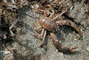 Lobster - Montagu's Plated(Galathea squamifera) close-up on shore at extreme low water mark