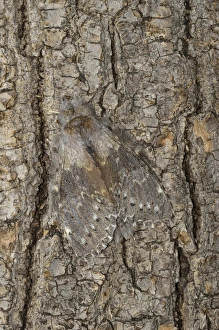 Cryptic Prints: Lobster Moth (Stauropus fagi) adult, camouflaged on tree trunk, Oxfordshire, England