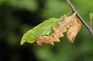 Foodplants Prints: Lobster Moth (Stauropus fagi) fully grown larva