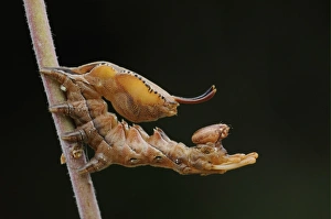 Defence Prints: Lobster Moth (Stauropus fagi) larva, in defence posture on stem, Oxfordshire, England
