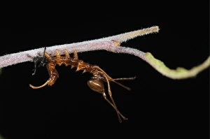 Larval Prints: Lobster Moth (Stauropus fagi) second instar larva