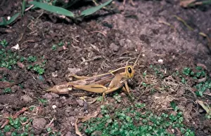 Grasshopper Prints: Locust - Brown (Locustina pardalina) Close-up / on ground / South Africa