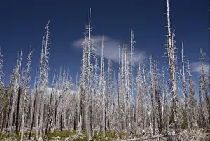 Burnt Prints: Lodgepole Pine (Pinus contorta latifolia) burnt coniferous forest habitat