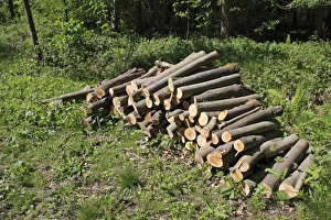 Estates Prints: Log pile in deciduous woodland, Thornham Estate, Thornham Magna, Suffolk, England, may