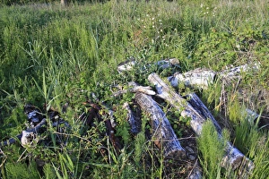 Heaps Prints: Log pile wildlife habitat in valley fen reserve