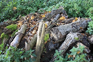 Piles Prints: Log pile wildlife habitat in woodland
