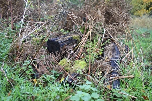 Piles Prints: Log pile wildlife habitat in woodland at edge of fen