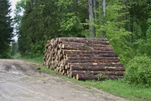 Site Prints: Log pile in woodland, disturbance to World War One battlefield caused by tree extraction