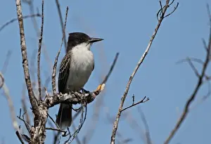 Loggerhead Kingbird (Tyrannus caudifasciatus caudifasciatus) adult, perched on dead branch, Zapata Peninsula