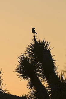 Loggerhead Shrike (Lanius ludovicianus) adult, perched on Joshua Tree (Yucca brevifolia), silhouetted at sunset, Joshua Tree N. P. California, U. S. A. april