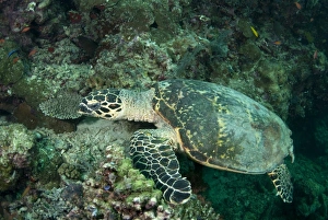 Loggerhead Turtle (Caretta caretta) adult, resting on reef, Sipadan Island, Sabah, Borneo, Malaysia