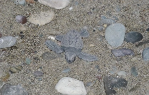 Seaturtle Prints: Loggerhead Turtle (Caretta caretta) baby, hatchling on beach, Cyprus, August
