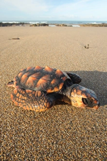Seaturtle Prints: Loggerhead Turtle (Caretta caretta) dead juvenile