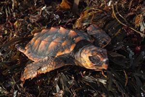 Loggerhead Turtle (Caretta caretta) dead juvenile, washed up on beach, Cornwall, England, january