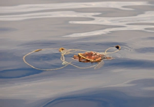 Pollution Prints: Loggerhead Turtle (Caretta caretta) juvenile