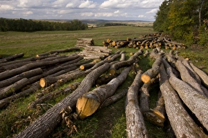 Rumania Prints: Logging of Common Beech (Fagus sylvatica) woods