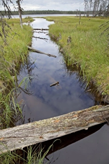 Finnish Prints: Logs in water at edge of lake habitat, Finland, july