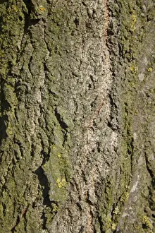Poplar Prints: Lombardy Poplar (Populus nigra italica ) close-up of bark