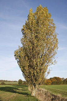 Habit Prints: Lombardy Poplar (Populus nigra italica ) habit