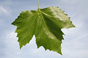 London Plane (Platanus x hispanica) close-up of leaf, in garden, Suffolk, England, August