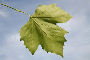Planes Prints: London Plane (Platanus x hispanica) close-up of leaf underside