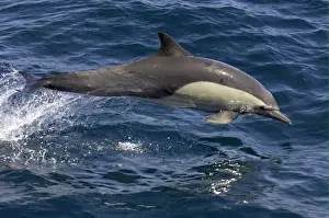 Long-beaked Common Dolphin (Delphinus capenisis) adult, leaping, Sea of Cortez, Mexico