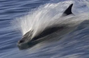 Long-beaked Common Dolphin (Delphinus capenisis) adult, porpoising, blurred movement, Sea of Cortez, Mexico