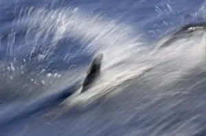 Long-beaked Common Dolphin (Delphinus capenisis) adult, porpoising, blurred movement, Sea of Cortez, Mexico