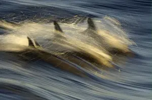Long-beaked Common Dolphin (Delphinus capenisis) adults, porpoising, blurred movement, Sea of Cortez, Mexico
