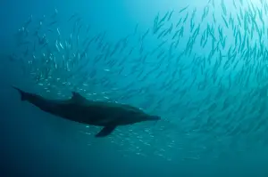 Long-beaked Common Dolphin (Delphinus capensis) adult, feeding on baitball school of small bait fish, offshore Port St. Johns, Wild Coast, Eastern Cape (Transkei), South Africa
