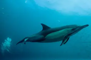 Long-beaked Common Dolphin (Delphinus capensis) adult, kicking (creating air bubbles) with baitball school of small bait fish, offshore Port St. Johns, Wild Coast, Eastern Cape (Transkei), South Africa