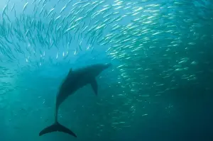 Long-beaked Common Dolphin (Delphinus capensis) adult, feeding on baitball school of small bait fish, offshore Port St