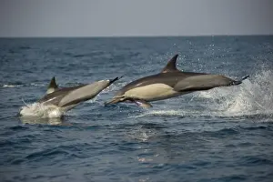 Long-beaked Common Dolphin (Delphinus capensis) two adults, porpoising, jumping from sea, offshore Port St. Johns, Wild Coast, Eastern Cape (Transkei), South Africa