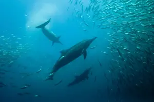 Caught Prints: Long-beaked Common Dolphin (Delphinus capensis) three adults