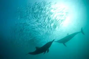 Long-beaked Common Dolphin (Delphinus capensis) two adults, feeding on baitball school of small bait fish