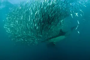 Long-beaked Common Dolphin (Delphinus capensis) two adults, feeding on baitball school of small bait fish
