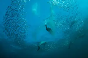 Long-beaked Common Dolphin (Delphinus capensis) and Cape Gannet (Morus capensis) adults