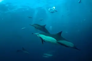 Long-beaked Common Dolphin (Delphinus capensis) and Cape Gannet (Morus capensis) adults