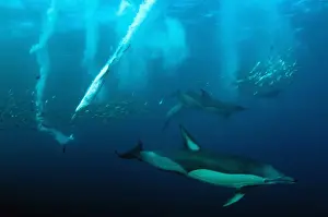 Long-beaked Common Dolphin (Delphinus capensis) and Cape Gannet (Morus capensis) adults