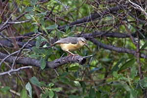 Botswana Prints: long billed crombec