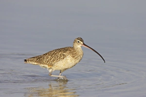 Curlews Prints: Long-billed Curlew (Numenius americanus) adult