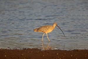 Long-billed Curlew (Numenius americanus) adult, wading in shallow water, Costa Rica, february
